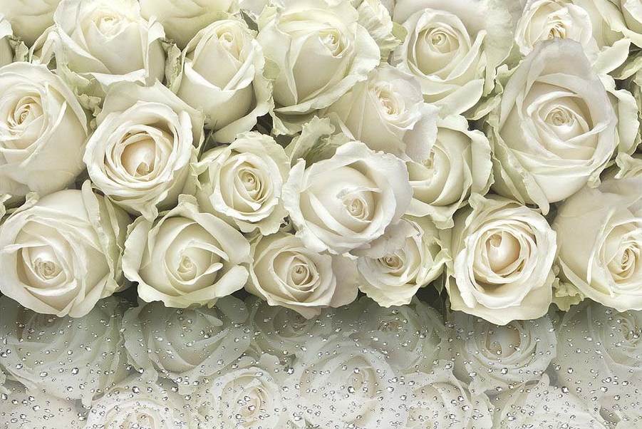 Фотообои белые розы и капли
